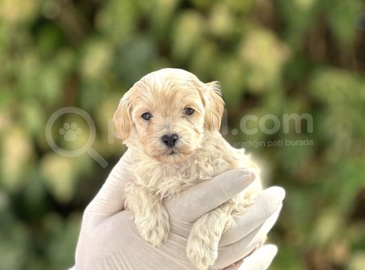 Orjinal Anne Babadan Maltipoo Bebeklerimiz görsel