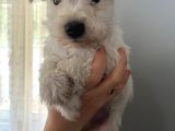Çok Güzel Schnauzer Yavrularimiz
