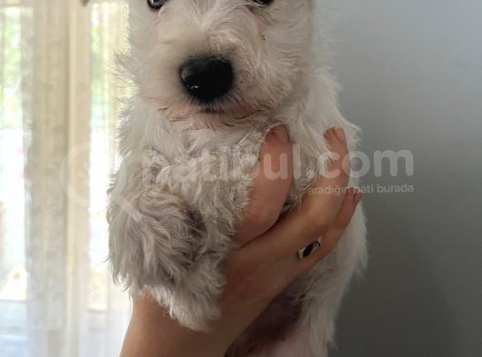 Çok Güzel Schnauzer Yavrularimiz görsel