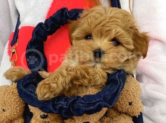 Sevimli Maltipoo Güzel Yüzlü Bebeklerimiz