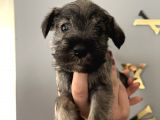 Çok Güzel Schnauzer Yavrularimiz