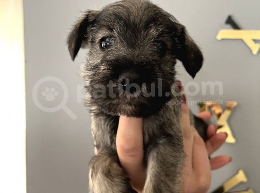 Çok Güzel Schnauzer Yavrularimiz görsel