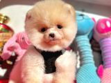 Show Kalite Pomeranian Boo Yavrular