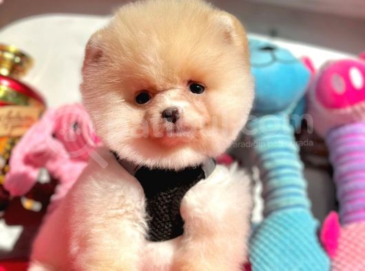 Show Kalite Pomeranian Boo Yavrular görsel