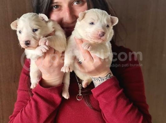 Border Collie Yavrular