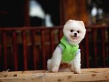Beyaz Renk Yapısı Ile Pomeranian Boo