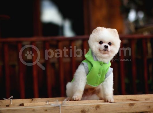 Beyaz Renk Yapısı Ile Pomeranian Boo görsel