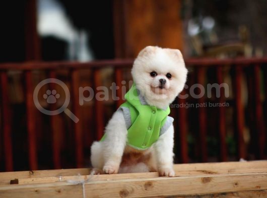 Beyaz Renk Yapısı Ile Pomeranian Boo görsel