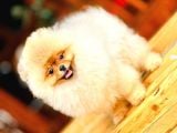 Turkeypuppies farkı ile Pomeranian boo