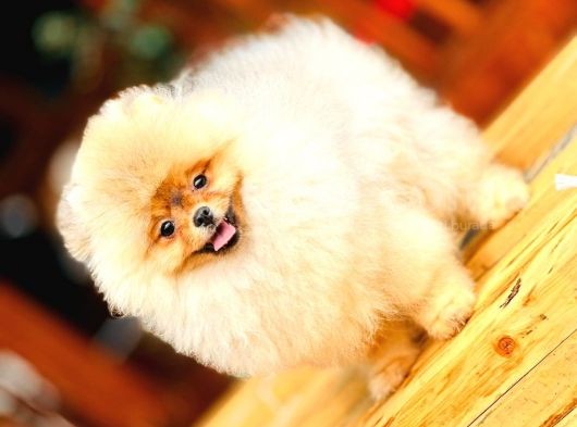 Turkeypuppies Farkı Ile Pomeranian Boo