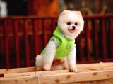Beyaz renk yapısı ile Pomeranian Boo