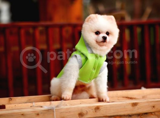 Beyaz Renk Yapısı Ile Pomeranian Boo