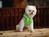 Beyaz Renk Yapısı Ile Pomeranian Boo