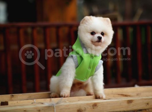 Beyaz Renk Yapısı Ile Pomeranian Boo görsel