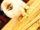 Turkeypuppies Farkı Ile Pomeranian Boo