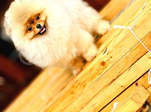 Turkeypuppies Farkı Ile Pomeranian Boo görsel