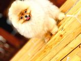 Turkeypuppies Farkı Ile Pomeranian Boo