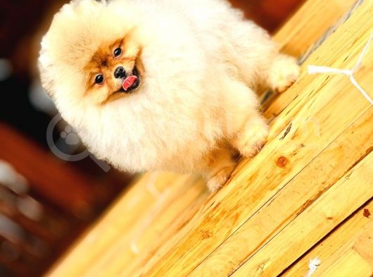 Turkeypuppies Farkı Ile Pomeranian Boo görsel