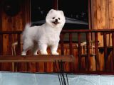 Teddy Pomeranian