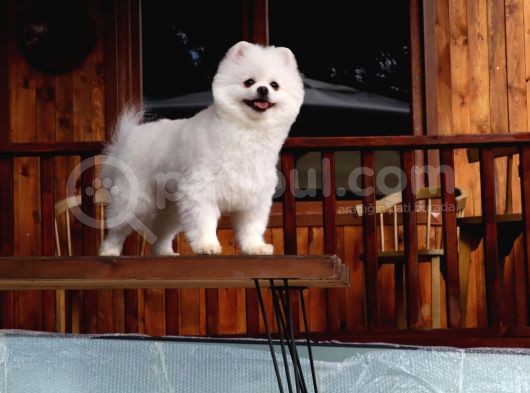 Teddy Pomeranian görsel