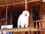 Teddy Pomeranian