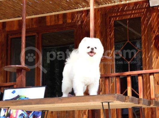 Teddy Pomeranian görsel