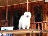 Teddy Pomeranian