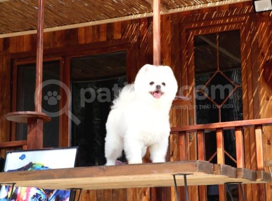 Teddy Pomeranian