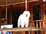 Teddy Pomeranian