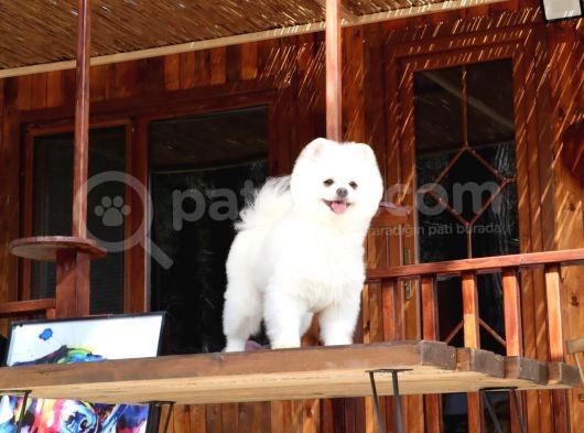 Teddy Pomeranian görsel