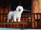 Teddy Pomeranian