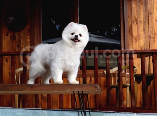 Teddy Pomeranian görsel