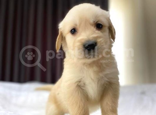 Baby Face Safkan Golden Retriever Yavrularımız görsel