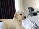 Baby Face Safkan Golden Retriever Yavrularımız