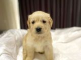 Baby Face Safkan Golden Retriever Yavrularımız