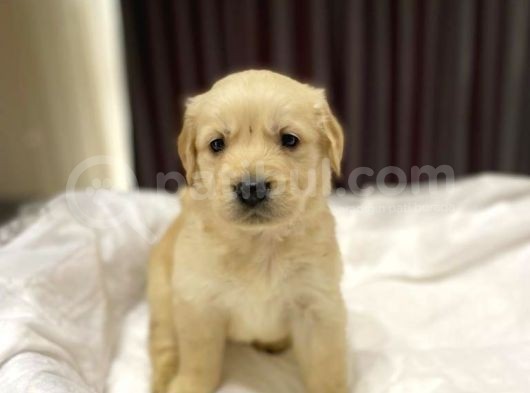 Baby Face Safkan Golden Retriever Yavrularımız görsel