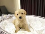 Baby Face Safkan Golden Retriever Yavrularımız