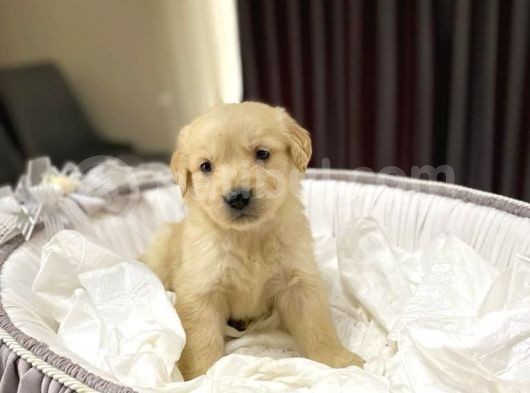 Baby Face Safkan Golden Retriever Yavrularımız görsel