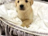 Baby face safkan Golden retriever yavrularımız