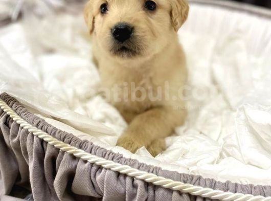 Baby Face Safkan Golden Retriever Yavrularımız