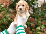Kore Kani Toy Poodle Bebeklerimiz