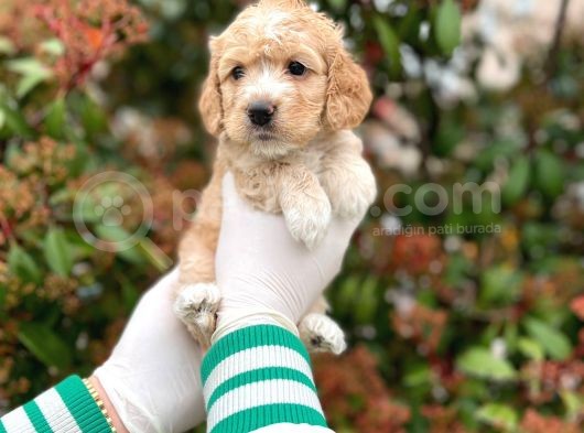 Kore Kani Toy Poodle Bebeklerimiz görsel