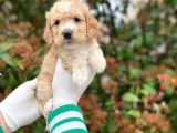 Kore Kani Toy Poodle Bebeklerimiz