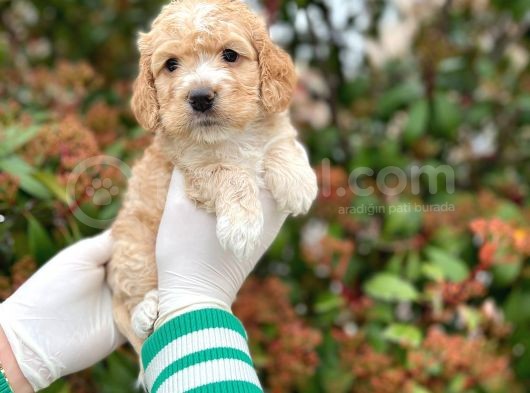Kore Kani Toy Poodle Bebeklerimiz görsel