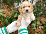 Kore Kani Toy Poodle Bebeklerimiz