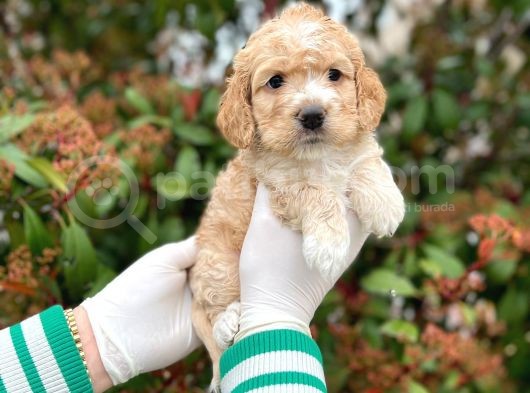 Kore Kani Toy Poodle Bebeklerimiz görsel