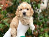 Kore Kani Toy Poodle Bebeklerimiz