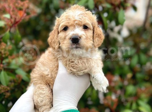 Kore Kani Toy Poodle Bebeklerimiz görsel