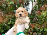 KORE KANI TOY POODLE BEBEKLERIMIZ