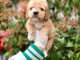 Show Kali̇te Toy Poodle Bebekleri̇m